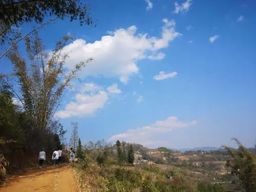 2023年勐庫豆腐寨古樹春茶特點(diǎn)是什么？