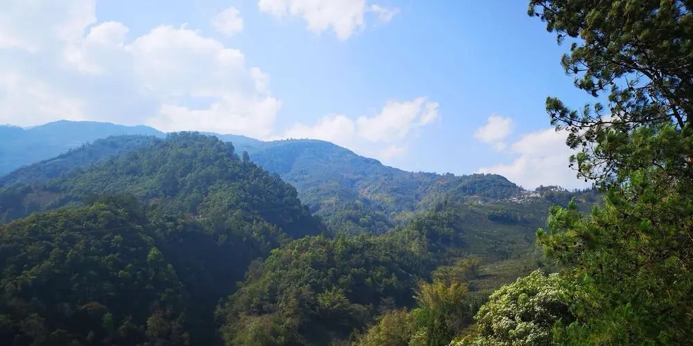 2023年勐庫豆腐寨古樹春茶品質(zhì)如何？