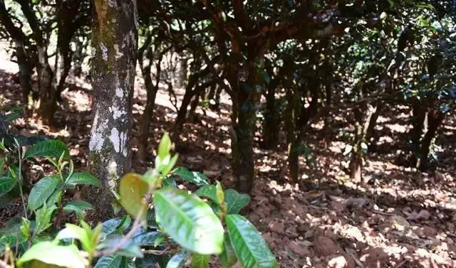 2023年勐庫豆腐寨古樹春茶價(jià)格是多少？