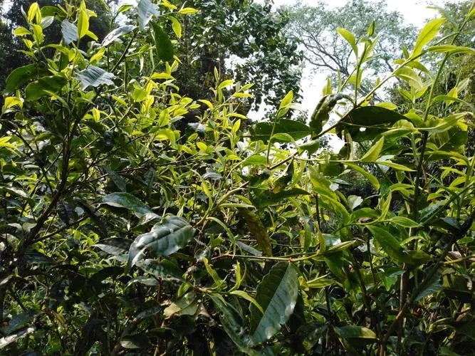 2023年勐庫河邊寨古樹特點是什么？