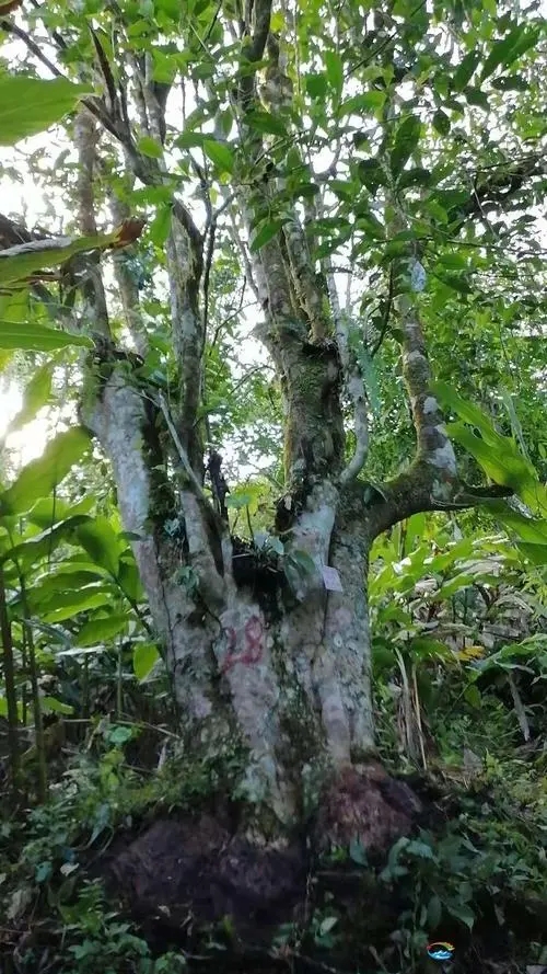 2023年麻栗坡古樹春茶品質(zhì)如何？