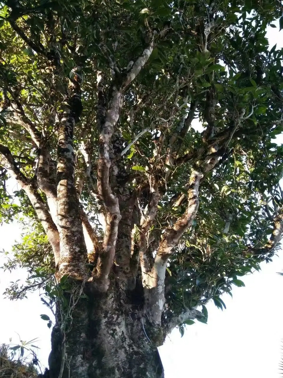 2023年麻栗坡古樹春茶口感怎么樣？