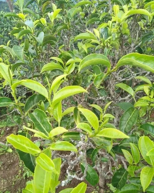 2023年鍋底塘古樹春茶口感如何？