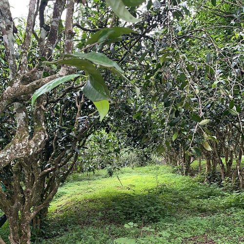 2023年永德大雪山古樹春茶特點(diǎn)是什么？