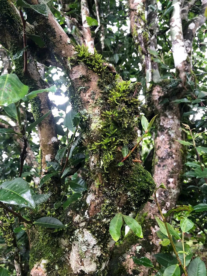 2023年永德大雪山古樹春茶品質(zhì)如何？