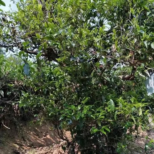 2023年永德大雪山古樹春茶口感怎么樣？