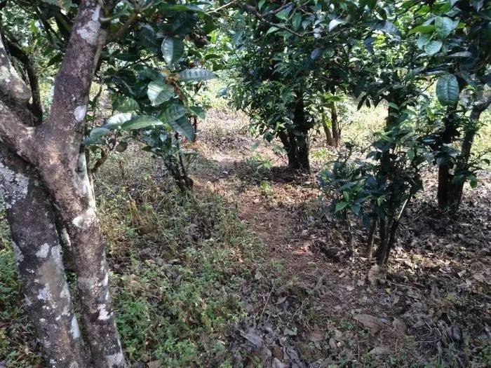 2023年永德大雪山古樹(shù)春茶價(jià)格是多少？