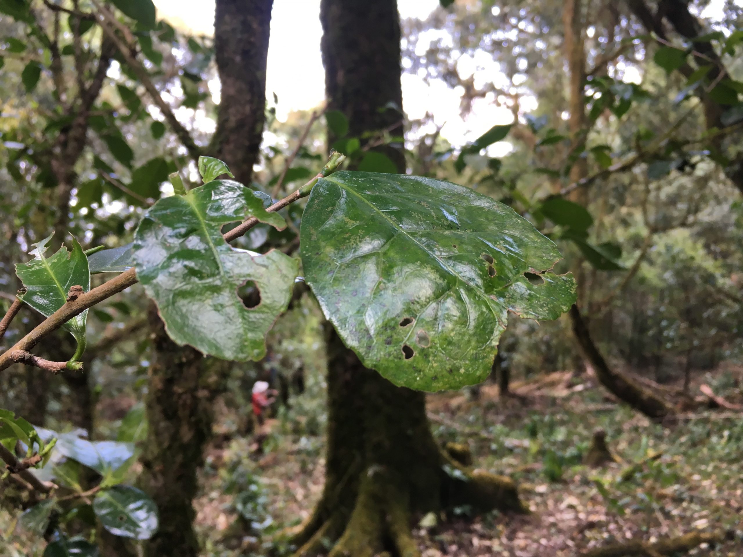 2023年永德大雪山古樹春茶多少一公斤？
