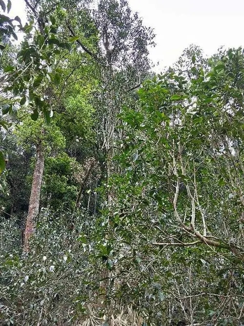 2023年多依樹古樹春茶品質(zhì)如何？