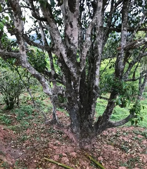 2023年易武張家灣古樹春茶特點是什么？