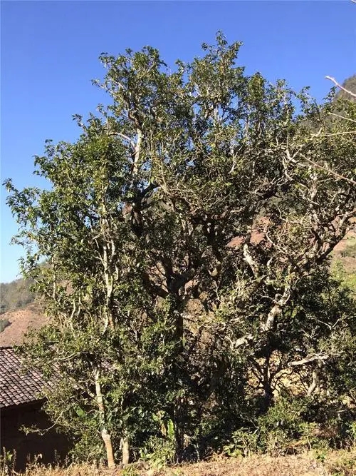 2023年寧洱擺尾箐古樹春茶價(jià)格是多少？