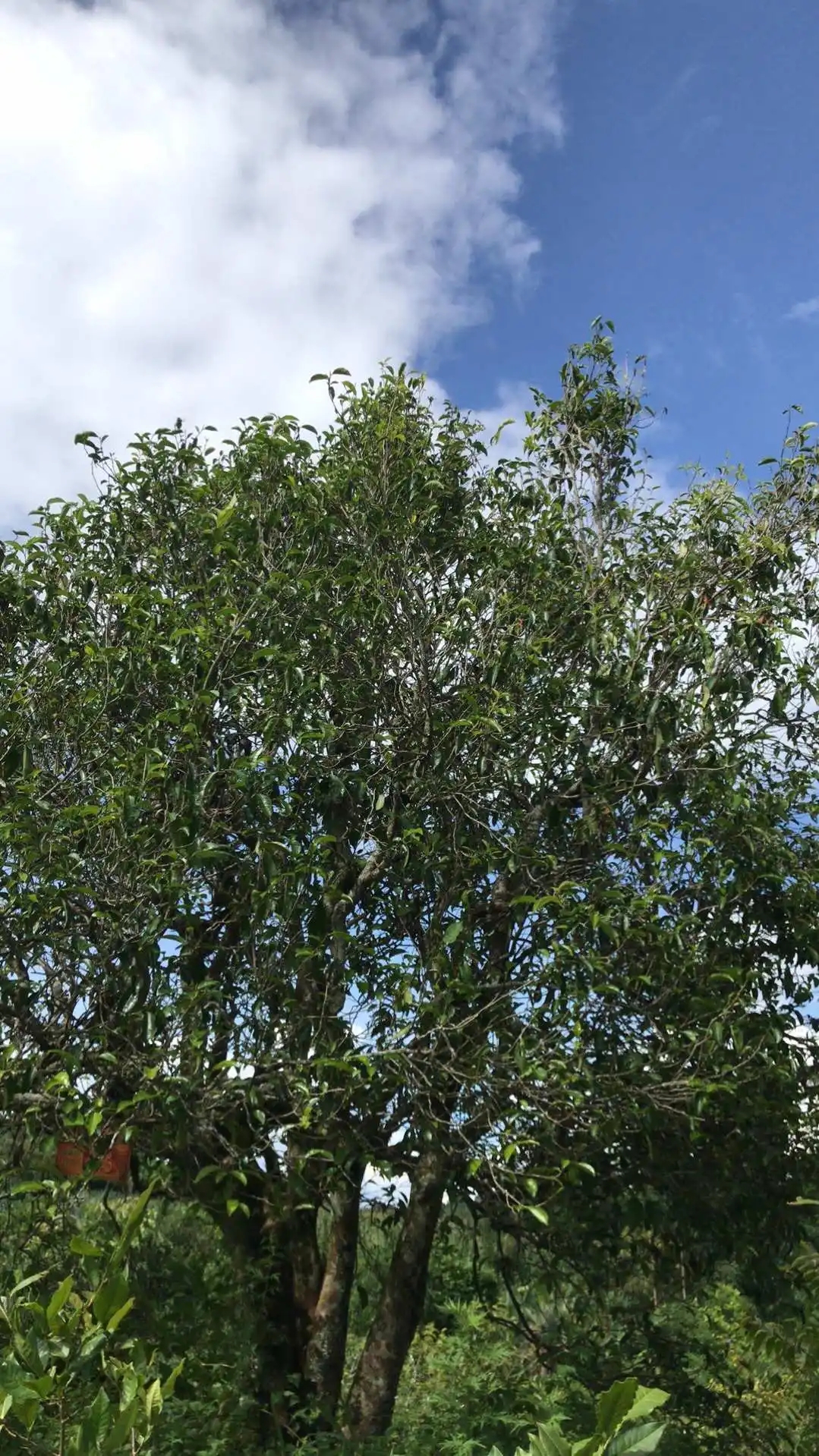 2023年鎮(zhèn)沅老烏山古樹春茶口感怎么樣？