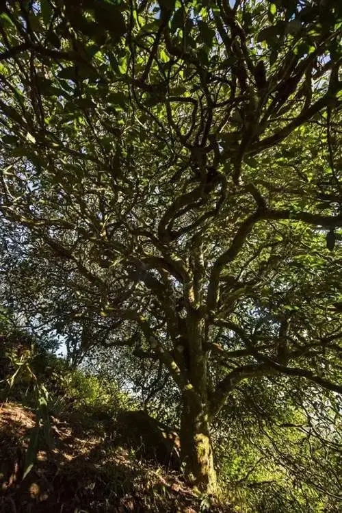 2023年鎮(zhèn)沅老烏山古樹春茶品質(zhì)如何？