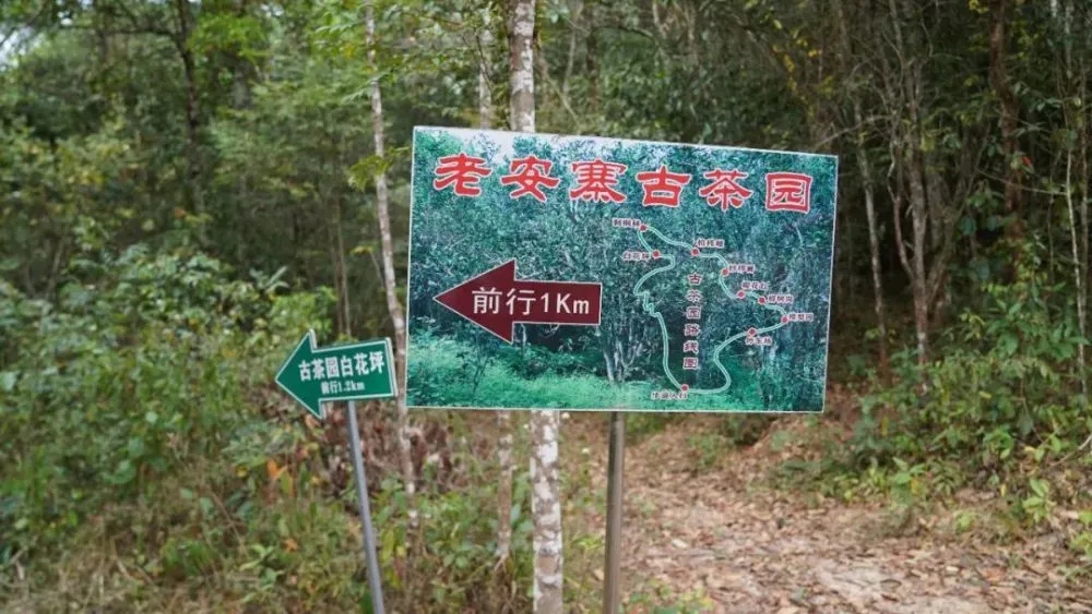 2023年普洱老安寨古樹春茶特點(diǎn)是什么？