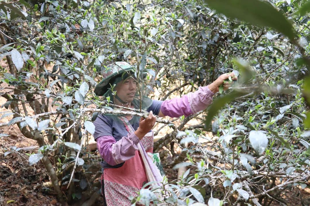 2023年普洱老安寨古樹春茶口感怎么樣？