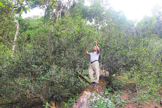 2023年普洱老安寨古樹春茶價(jià)格是多少？