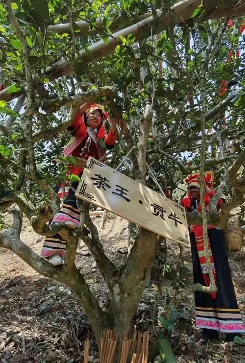 2023年普洱老安寨古樹春茶多少一公斤？