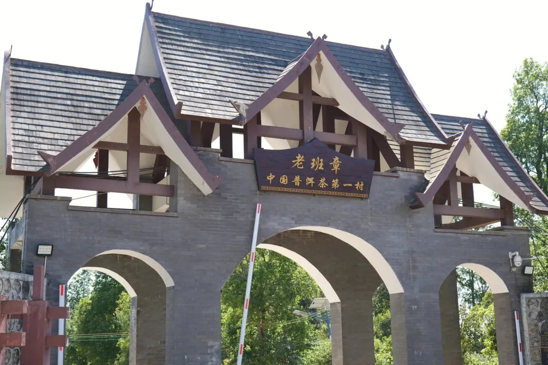 2024年老班章古樹(shù)春茶價(jià)格是多少？