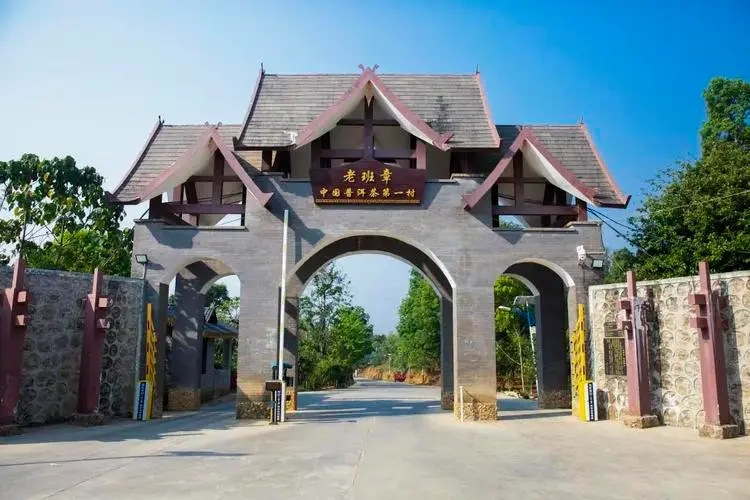 2024年老班章古樹春茶口感是什么？