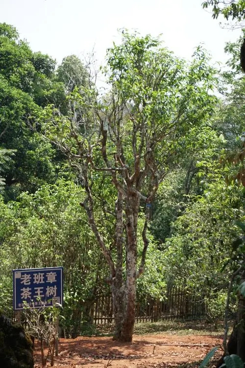 2024年老班章古樹春茶特點(diǎn)是什么？