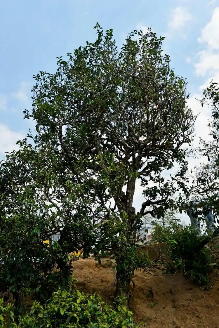 2024年冰島老寨古樹春茶口感是什么？