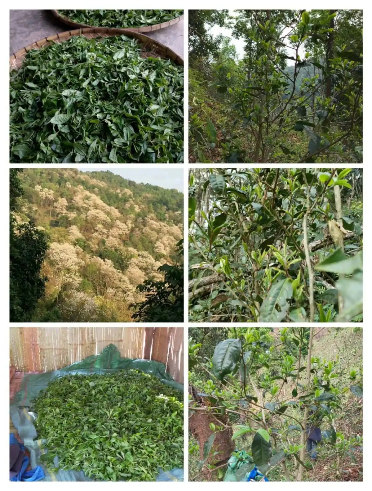 2024年曼松古樹春茶價格是多少？