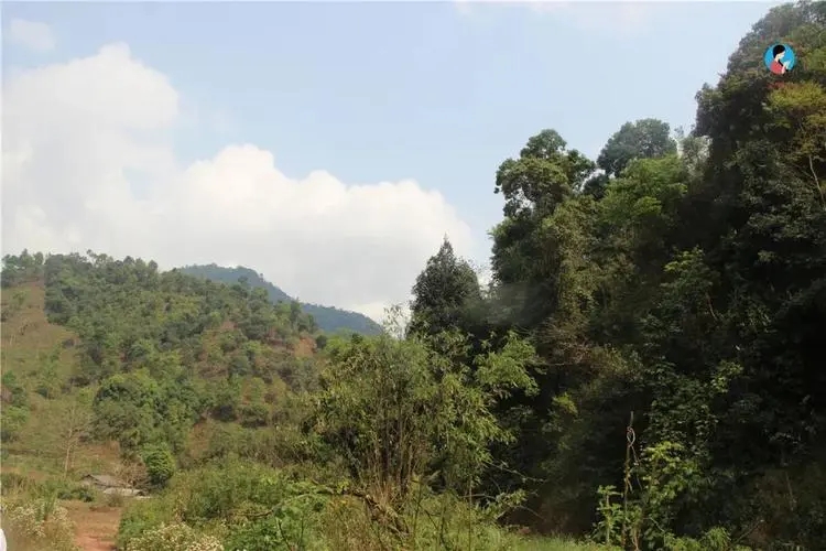 2024年薄荷塘古樹春茶品質(zhì)怎么樣？