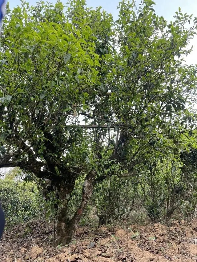 2024年薄荷塘古樹春茶價(jià)格是多少？