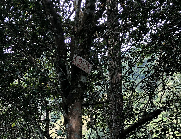 2024年薄荷塘古樹春茶多少錢一公斤？