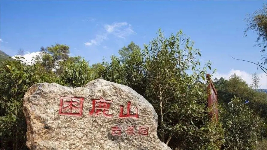 2024年困鹿山古樹春茶特點(diǎn)是什么？