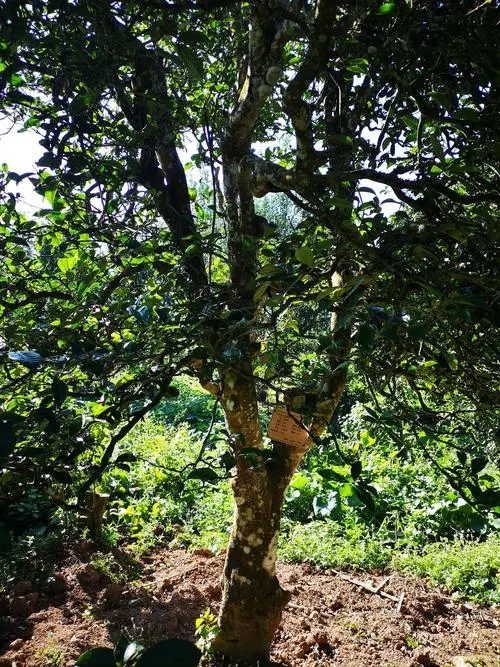 2024年困鹿山古樹春茶多少錢一公斤？