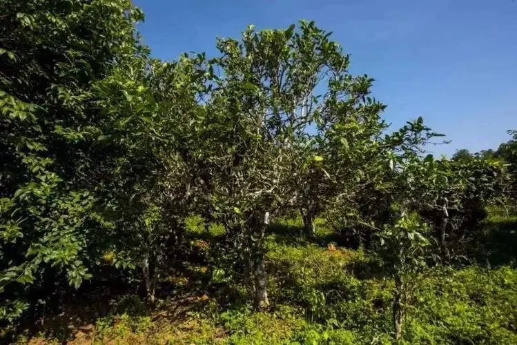 2024年迷帝古樹春茶特點是什么？