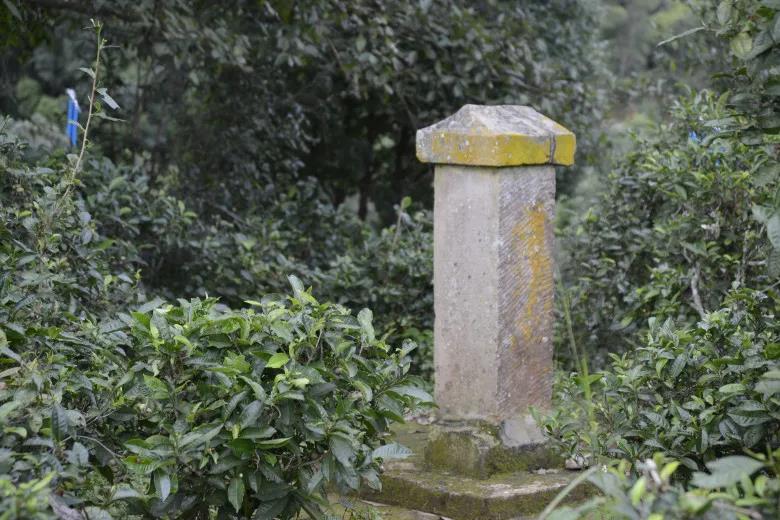 2024年迷帝古樹春茶價格是多少？