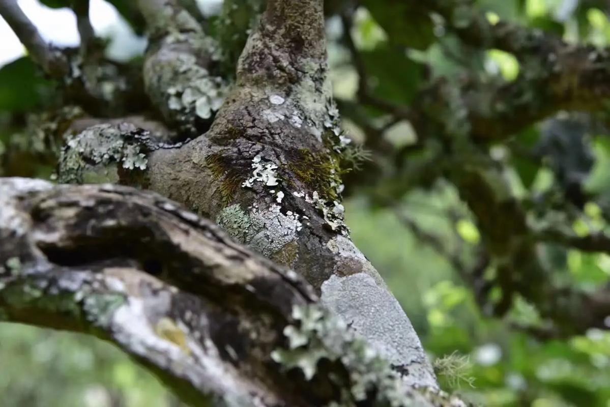 2024年迷帝古樹春茶多少錢一公斤？