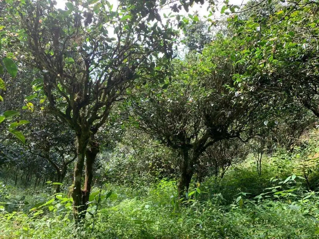 2024年墨江鳳凰窩古樹春茶品質(zhì)怎么樣？