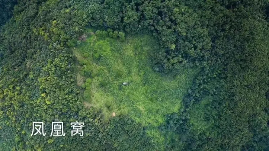 2024年墨江鳳凰窩古樹春茶價格是多少？