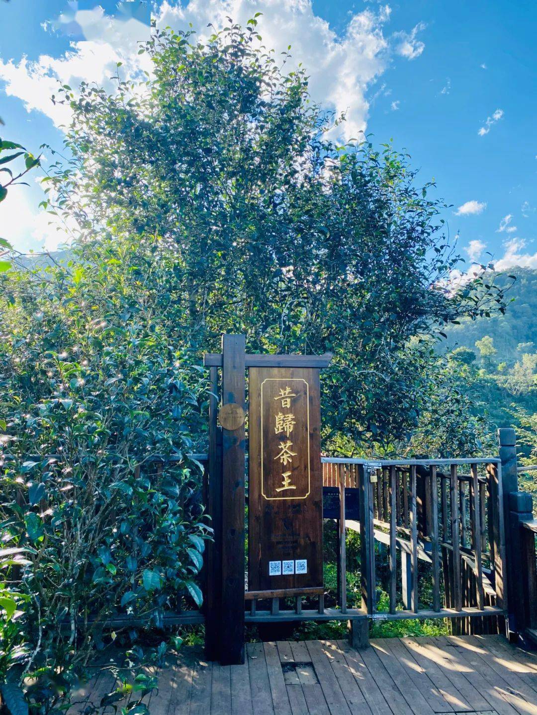 2024年昔歸古樹春茶品質(zhì)如何？