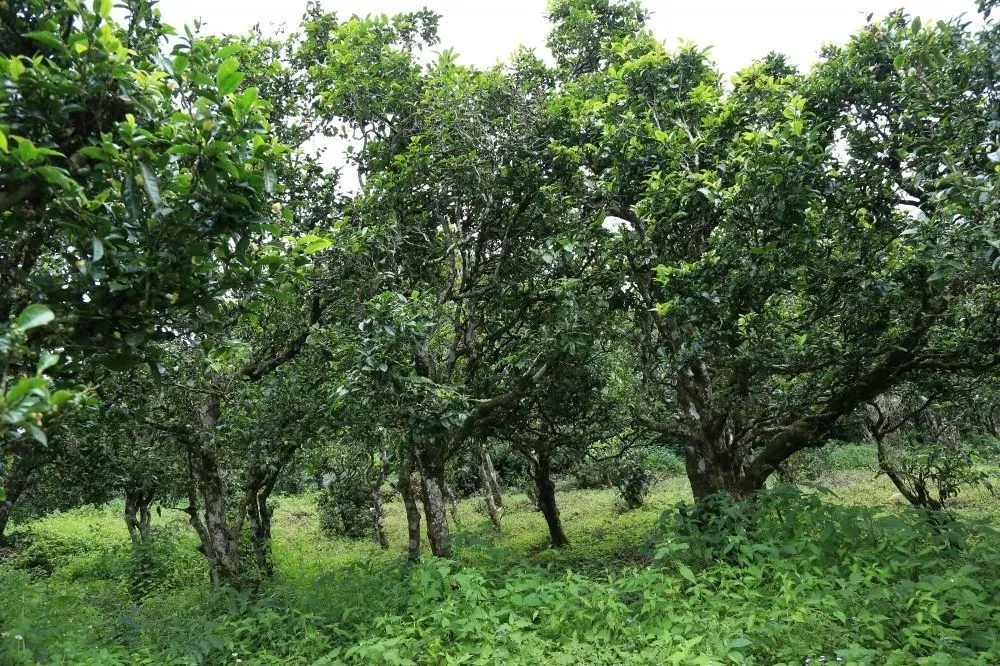 2024年昔歸古樹春茶價格是多少？