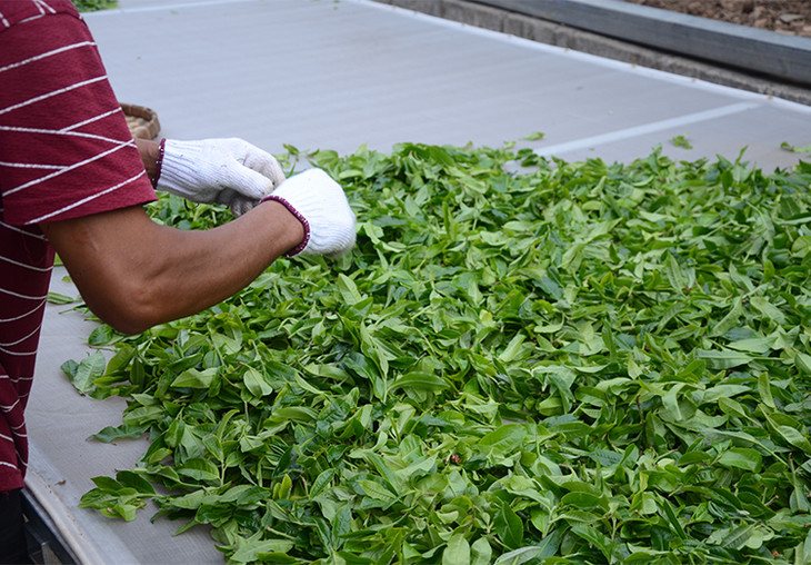 2024年磨烈古樹春茶特點是什么？