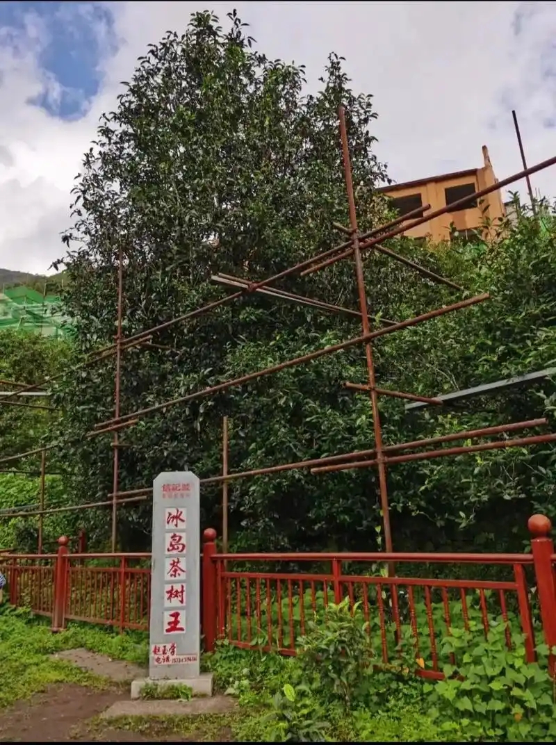 冰島老寨詳細(xì)介紹口感！