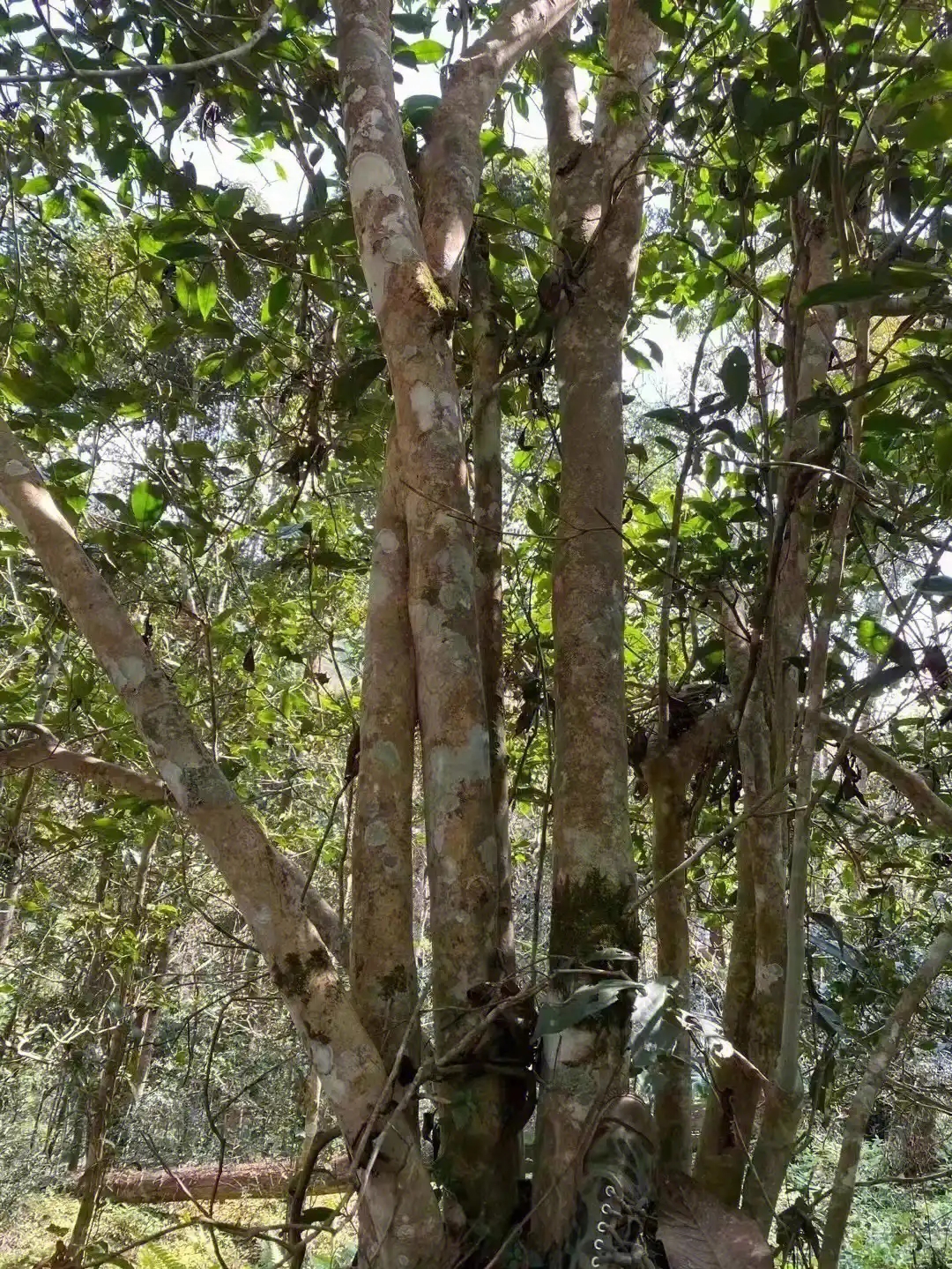 【薄荷塘】普洱茶為什么叫高桿茶？