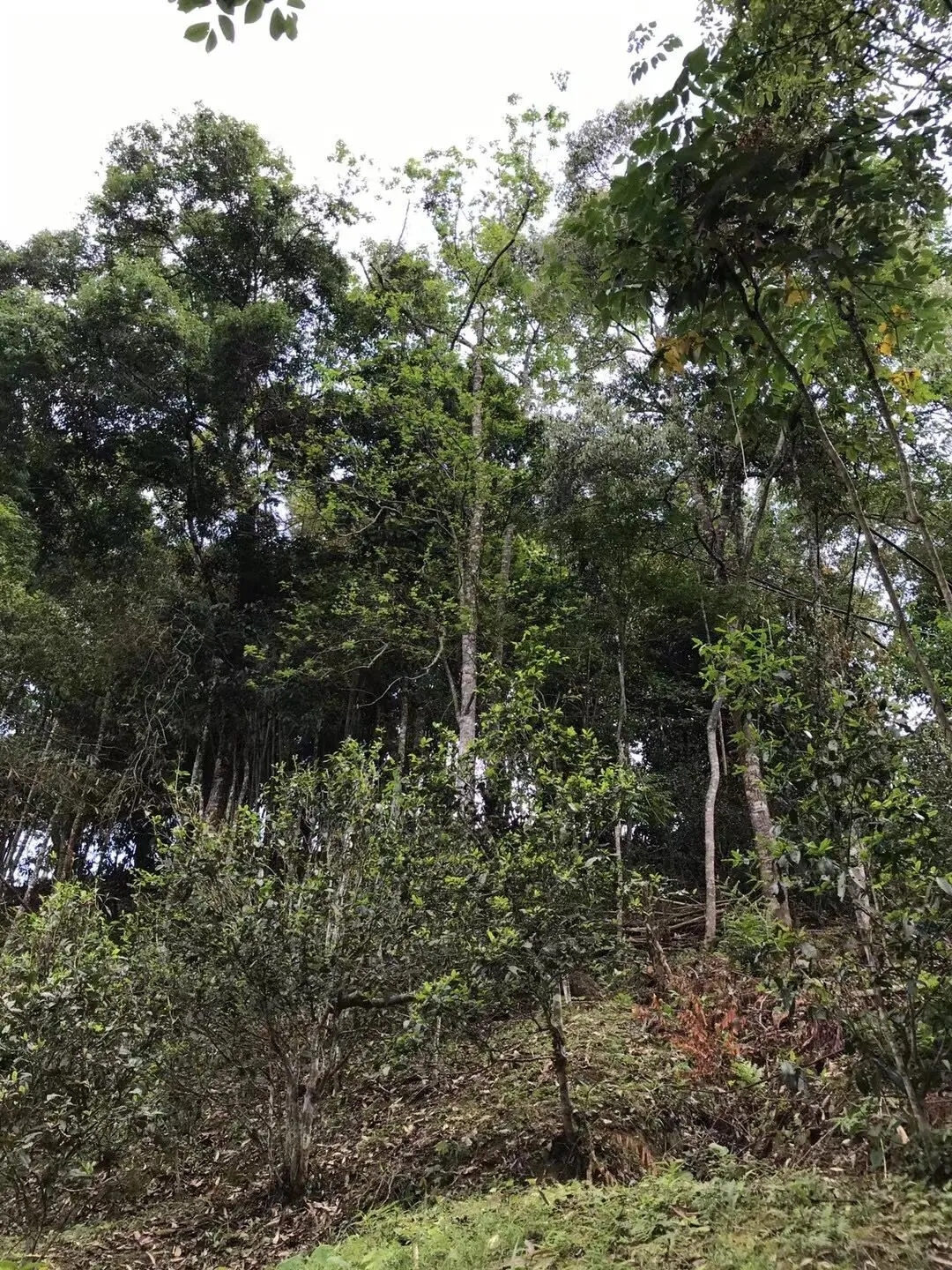 2025年易武古樹春茶口感如何？