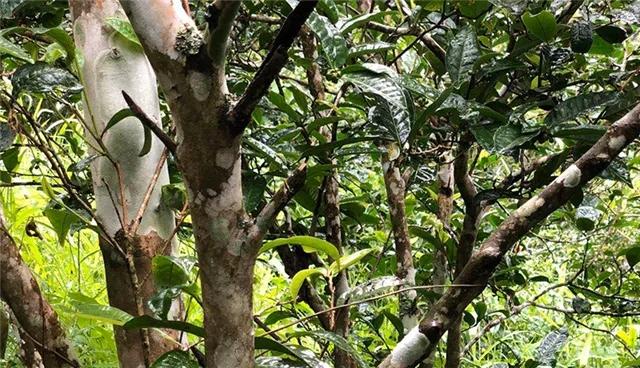 2025年易武古樹春茶品質(zhì)怎么樣？