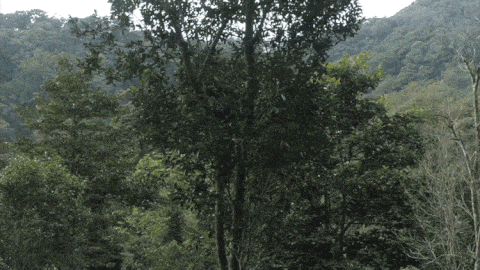 2025年易武古樹春茶價格是多少？