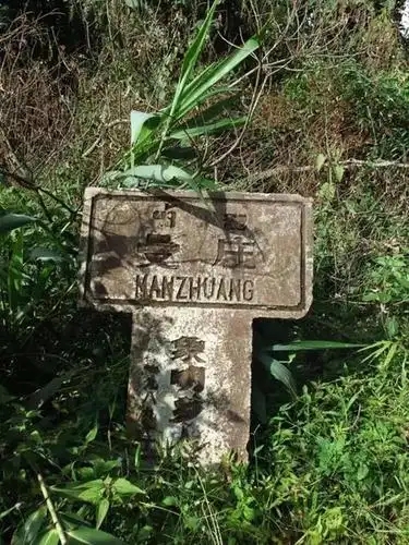 2025年蠻磚古樹春茶特點是什么？