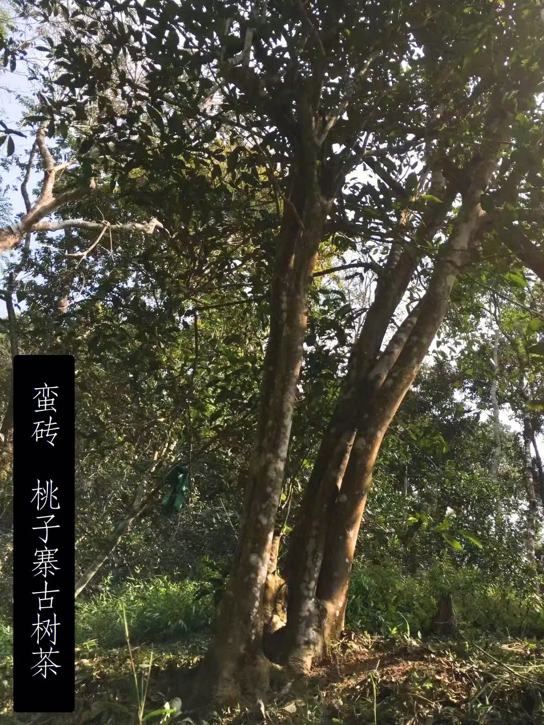 2025年蠻磚古樹春茶口感怎么樣？