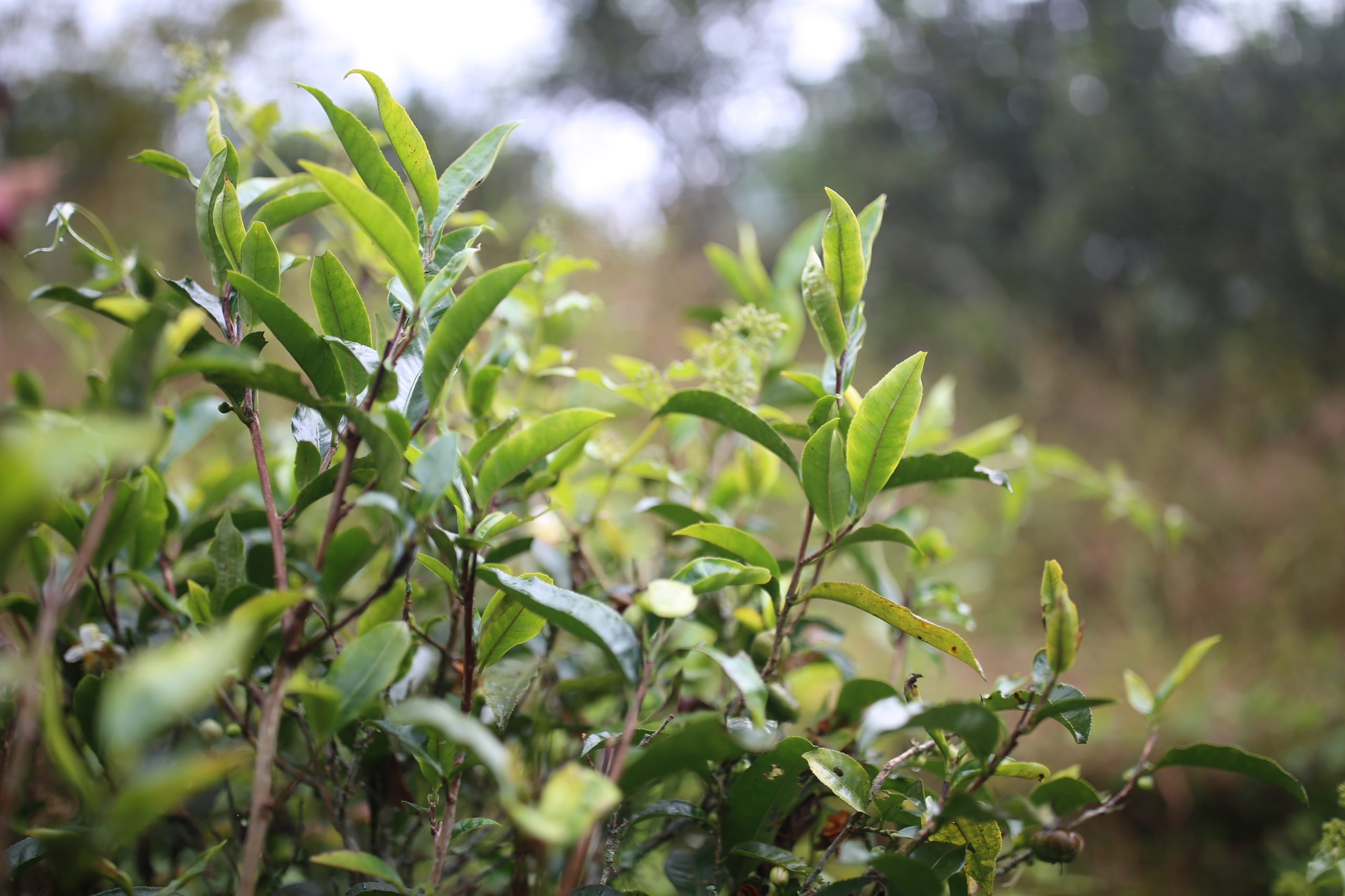 2025年蠻磚古樹(shù)春茶多少錢(qián)一公斤？