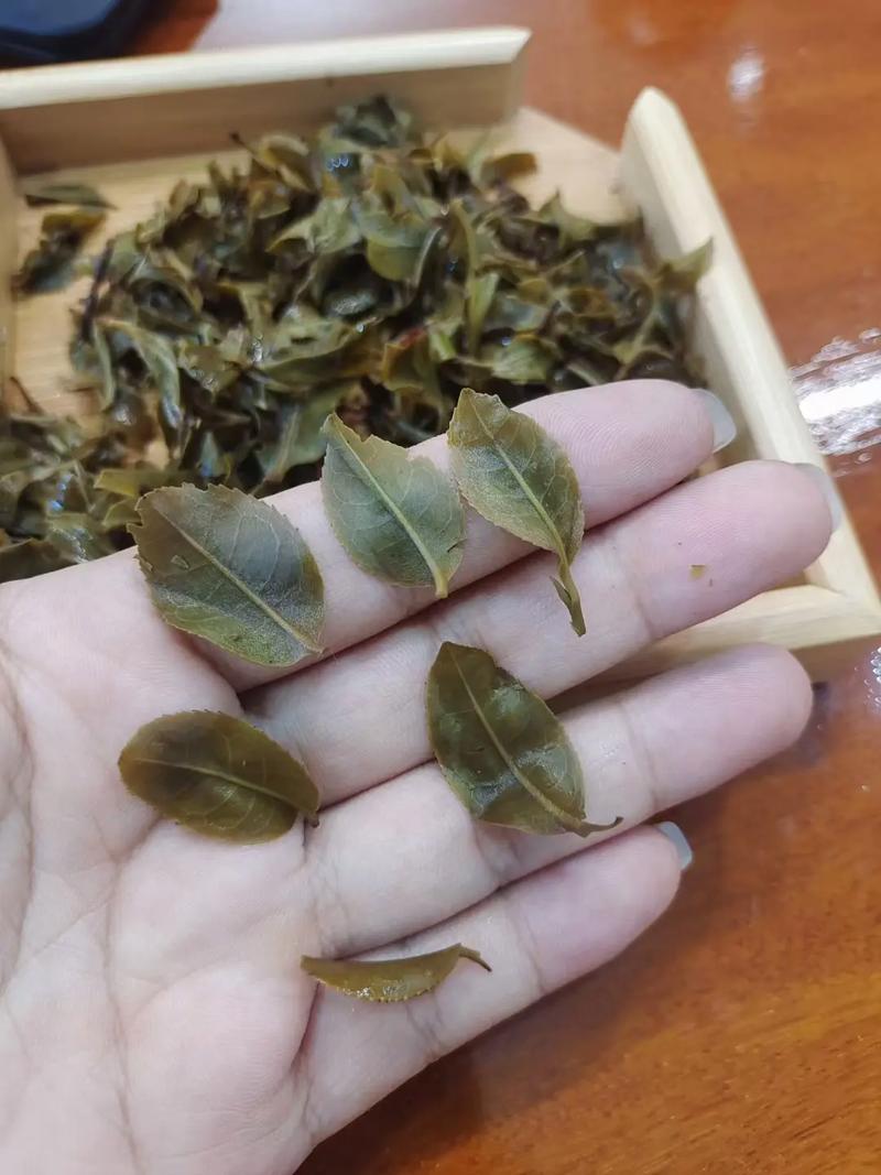 倚邦頭春茶，小葉種的春天
