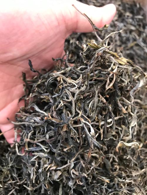 倚邦 | 兩朝貢茶，六山香魁