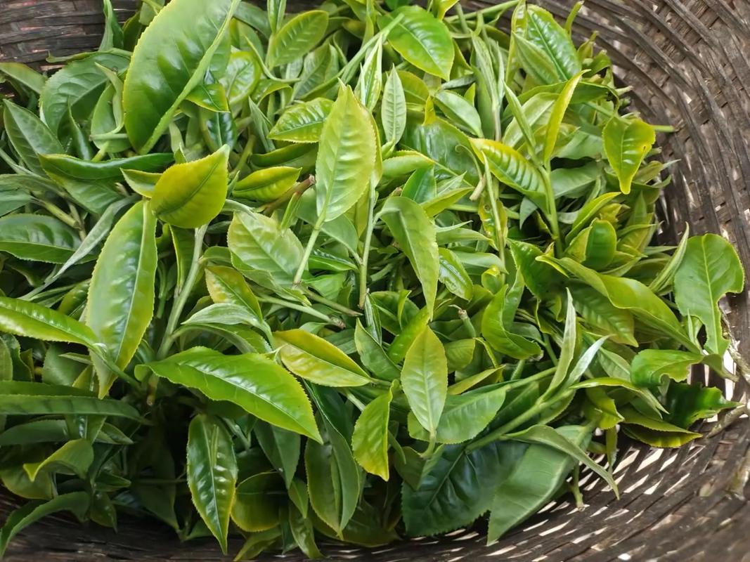 在一盞《莽枝》茶里感受時(shí)光陳韻之美